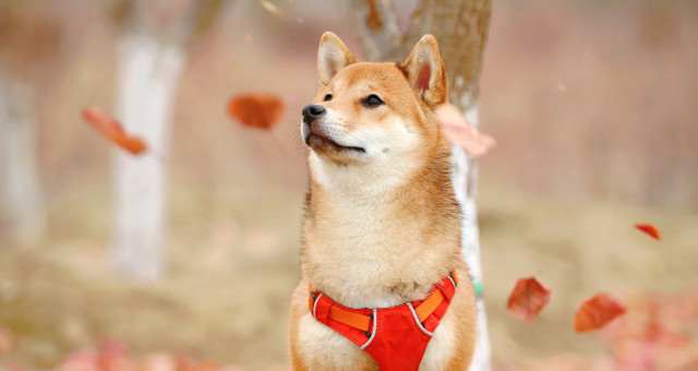 shib.jpg
