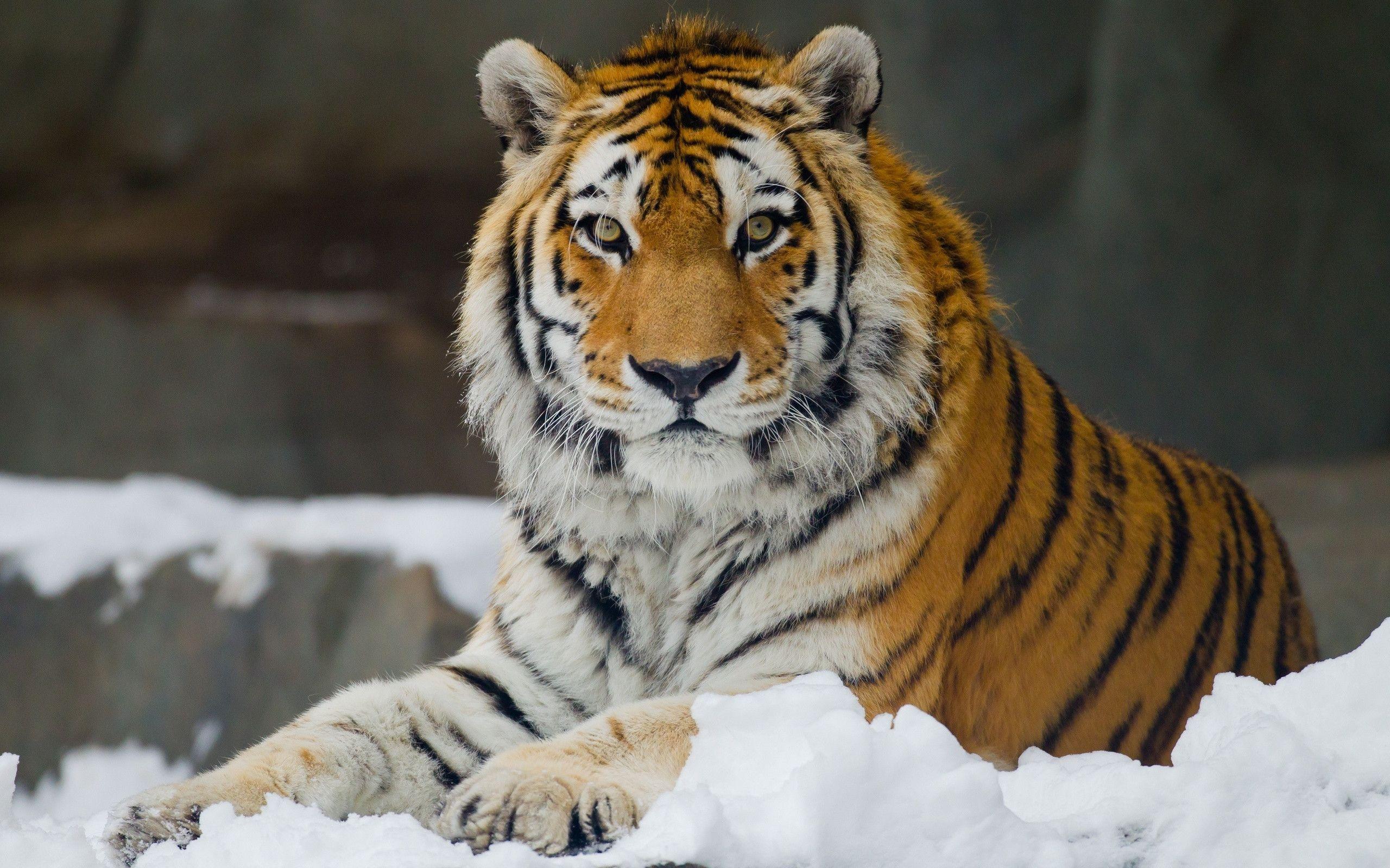 SiberianTiger.jpeg