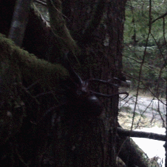 sighting ellie.gif