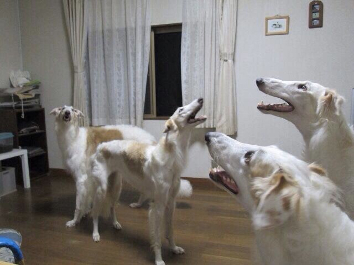 silenceofthedogs.jpg