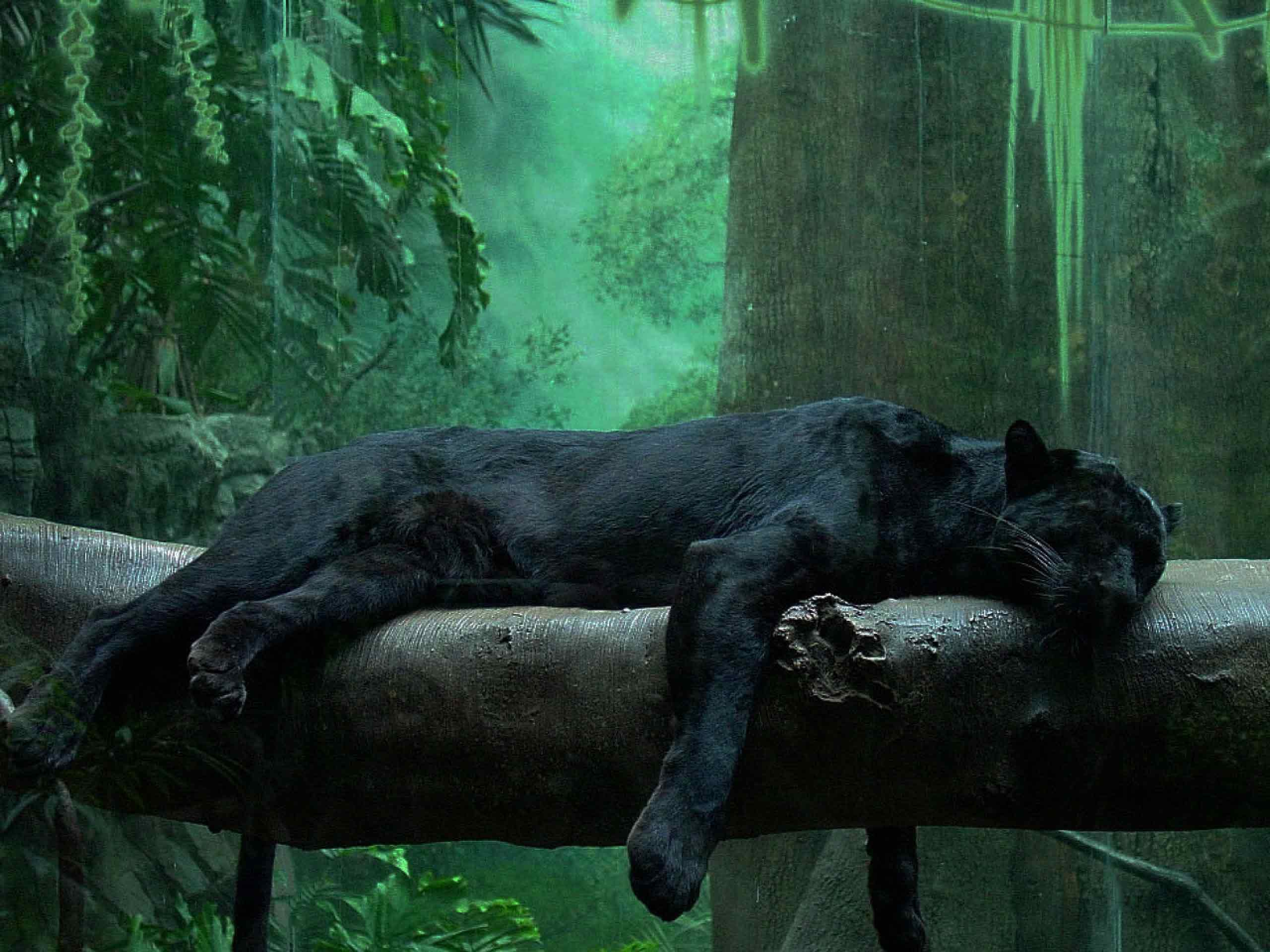 sleepingcat.jpg