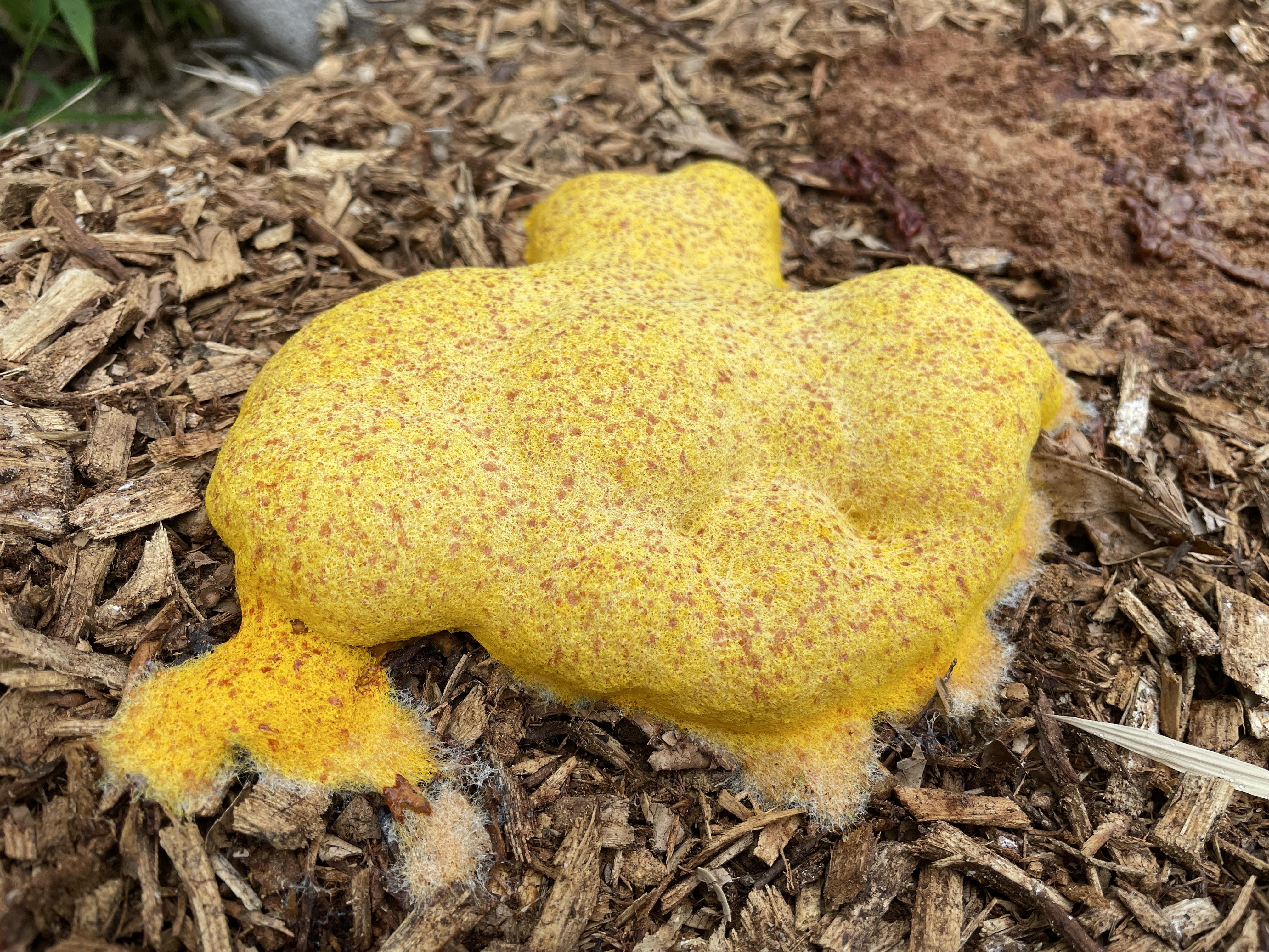 slime.jpg