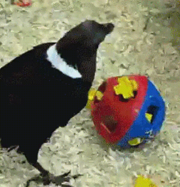 smart birbs.gif