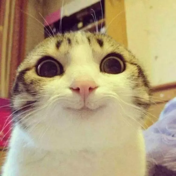 smilecat.webp