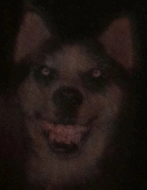 SmilerdogerHD.webp