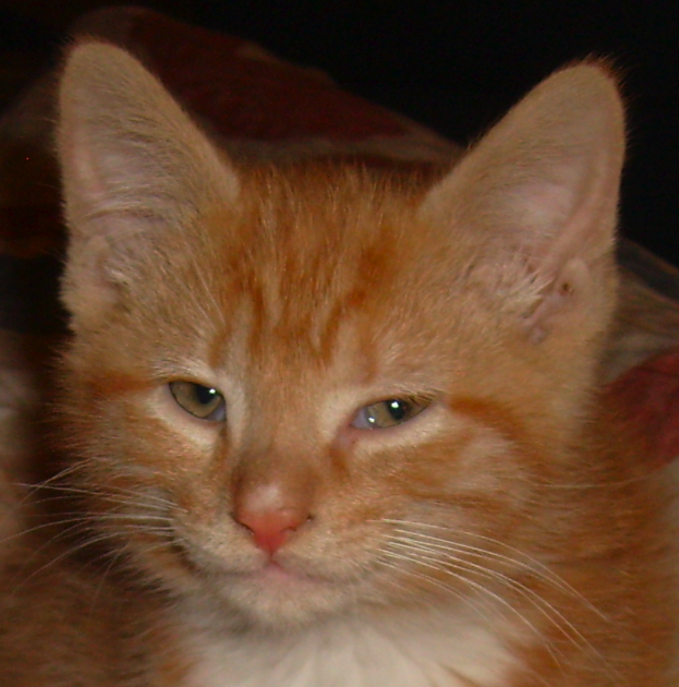 smug kitten.png