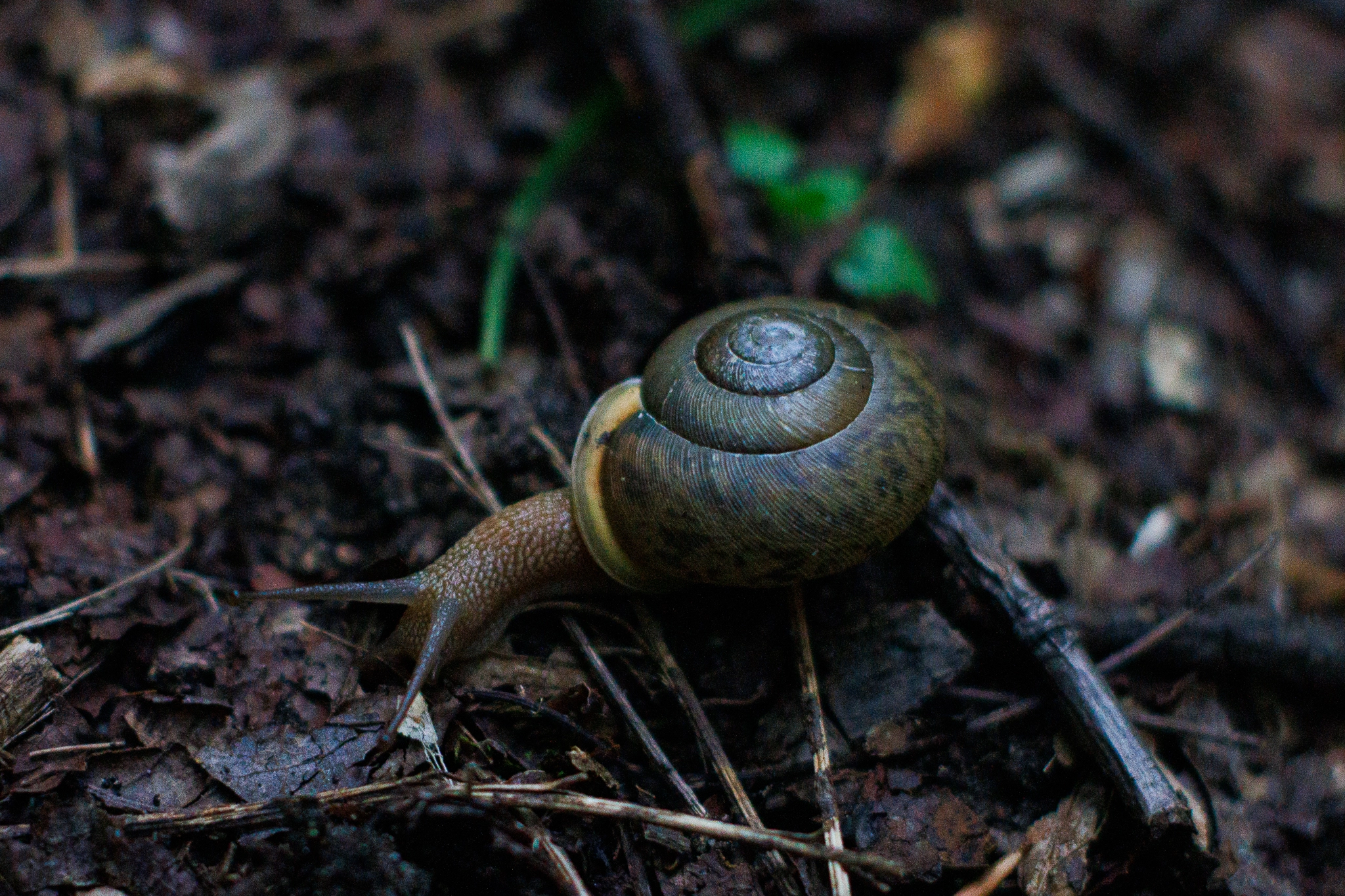 snailtrail.webp