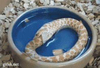 Snake-eating-itself.gif