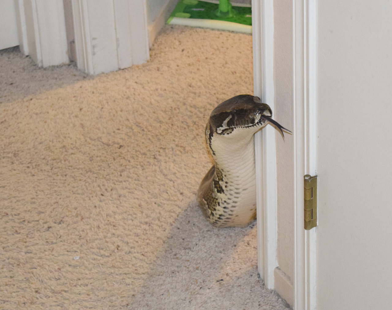snake hello.jpg