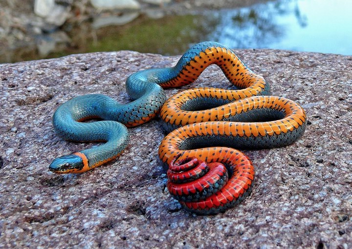 snake scales.png