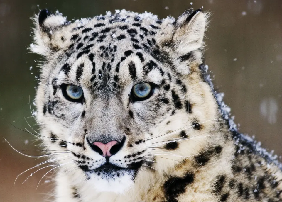 snow lep.PNG