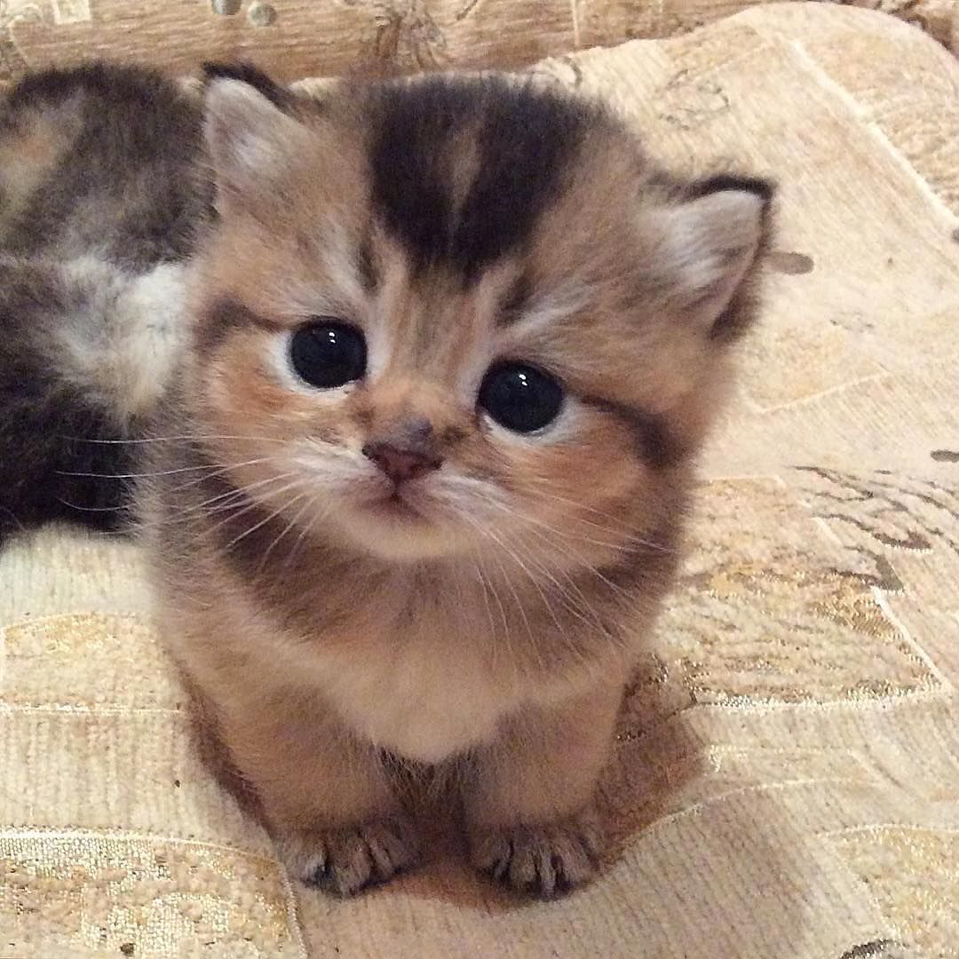 soft kitten.jpg