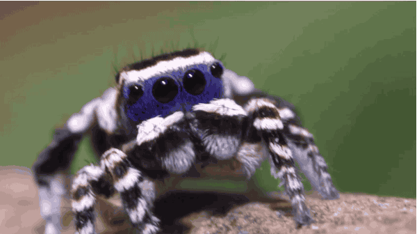 Spider 1.gif