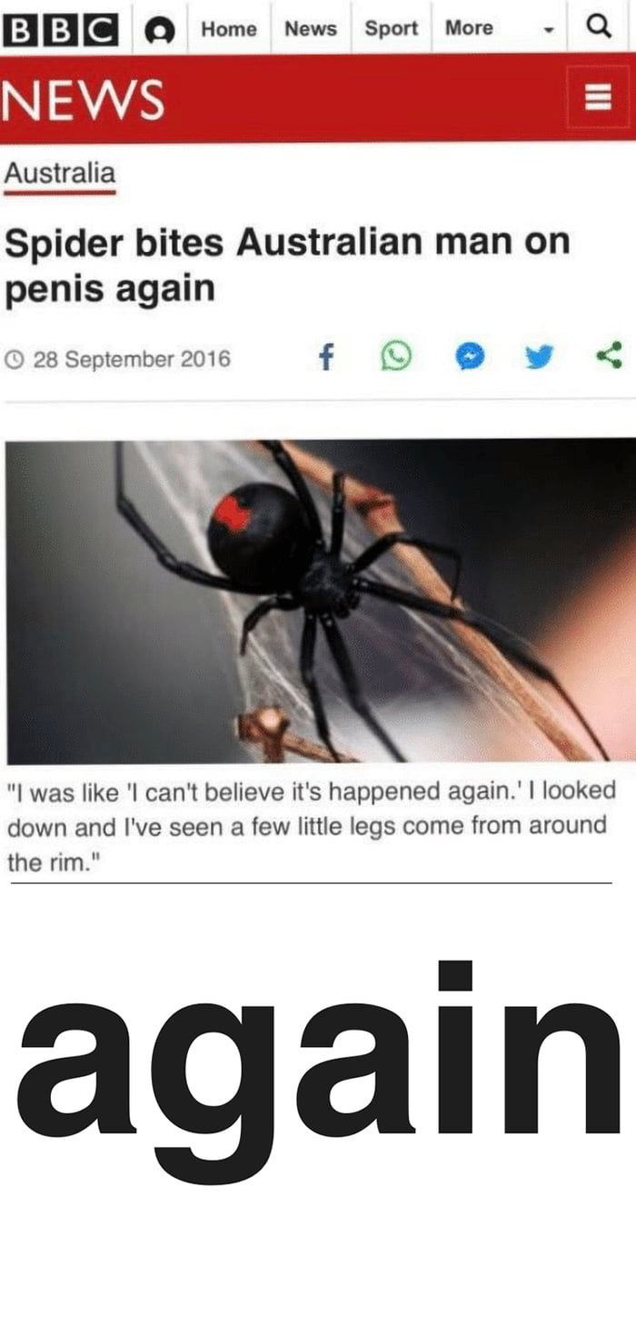 spider.jpg