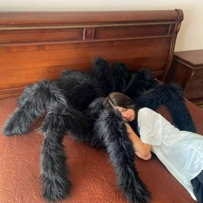 spider.png
