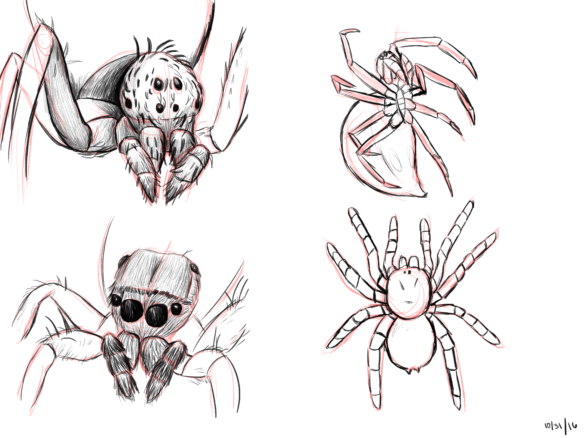 Spider study 1.png