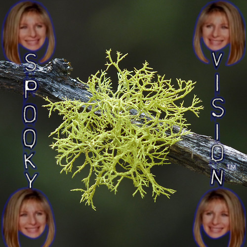 spookylichen.png