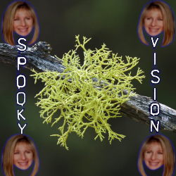 spookyvision.jpeg