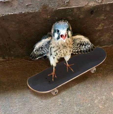 stakebird.jpg