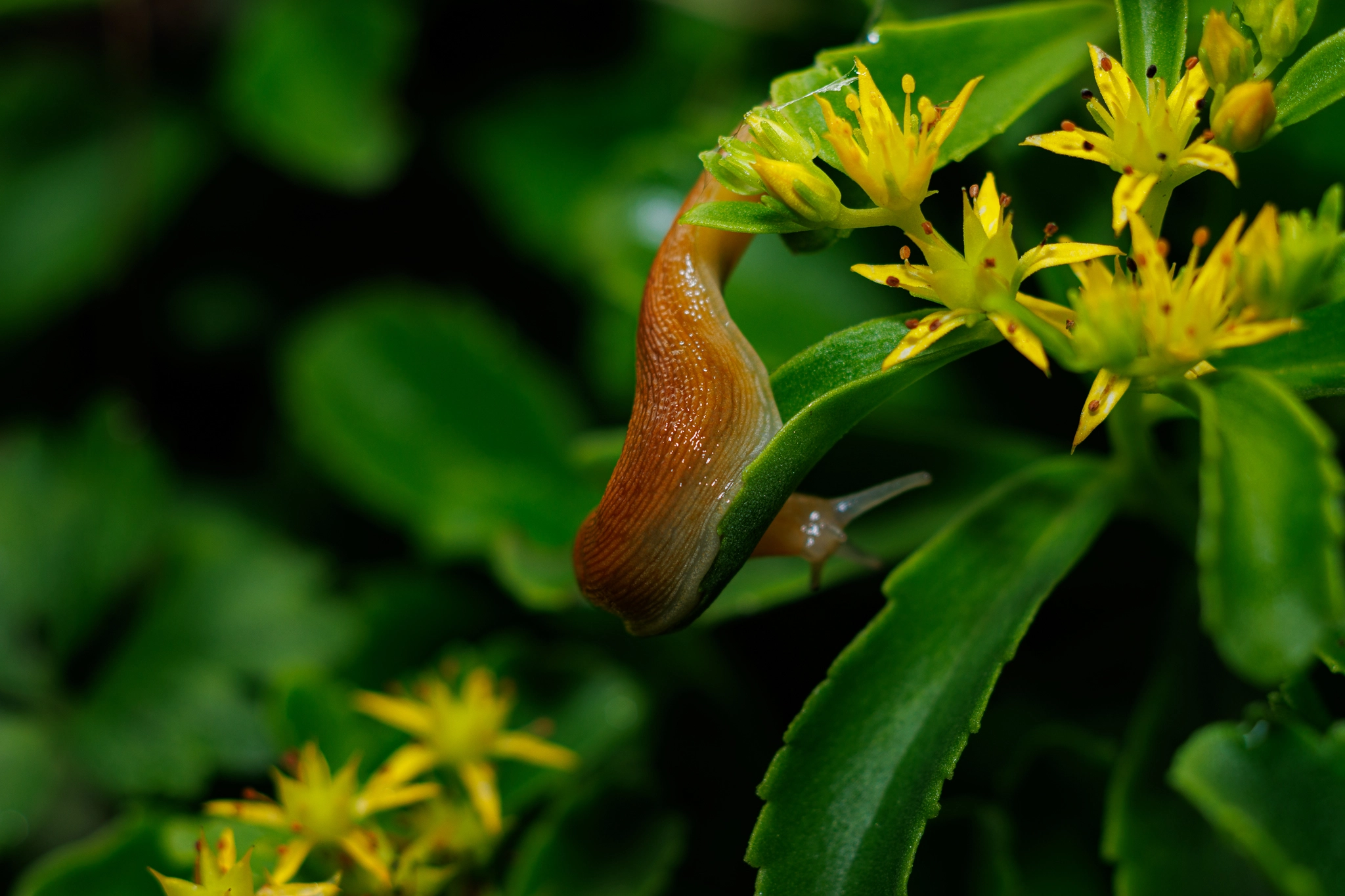 stickyslug.webp