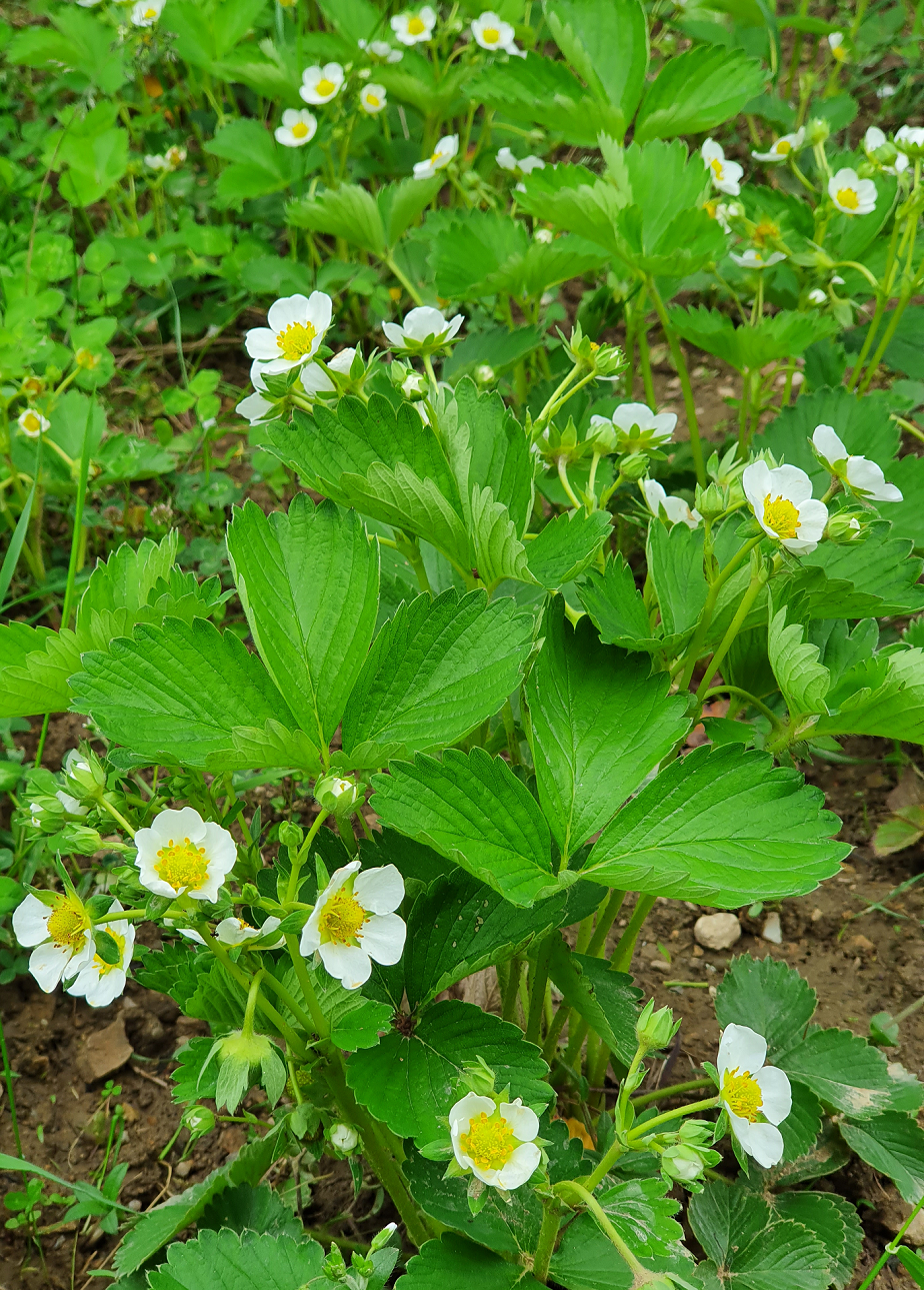 strawberries.png