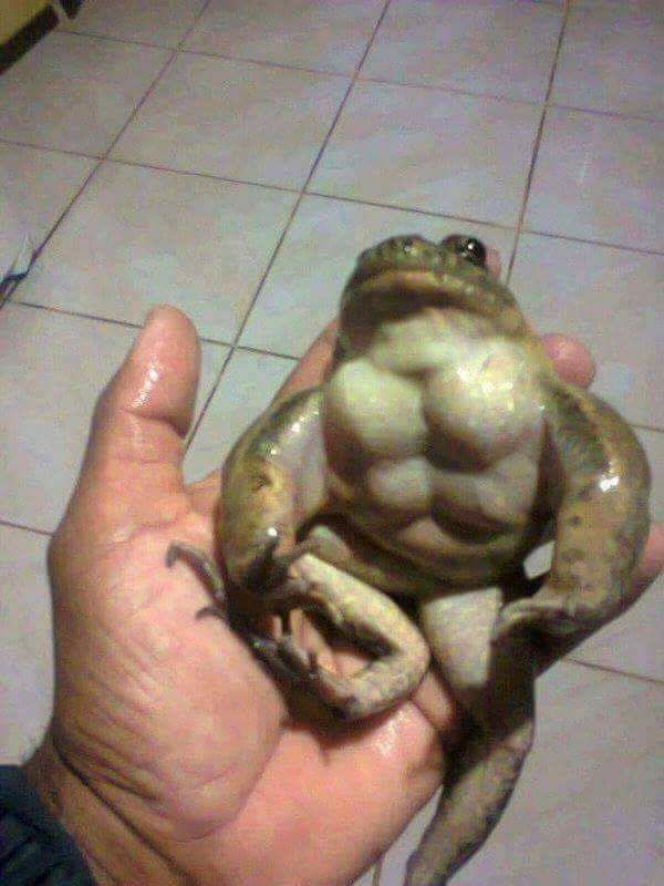 strong frog.jpg