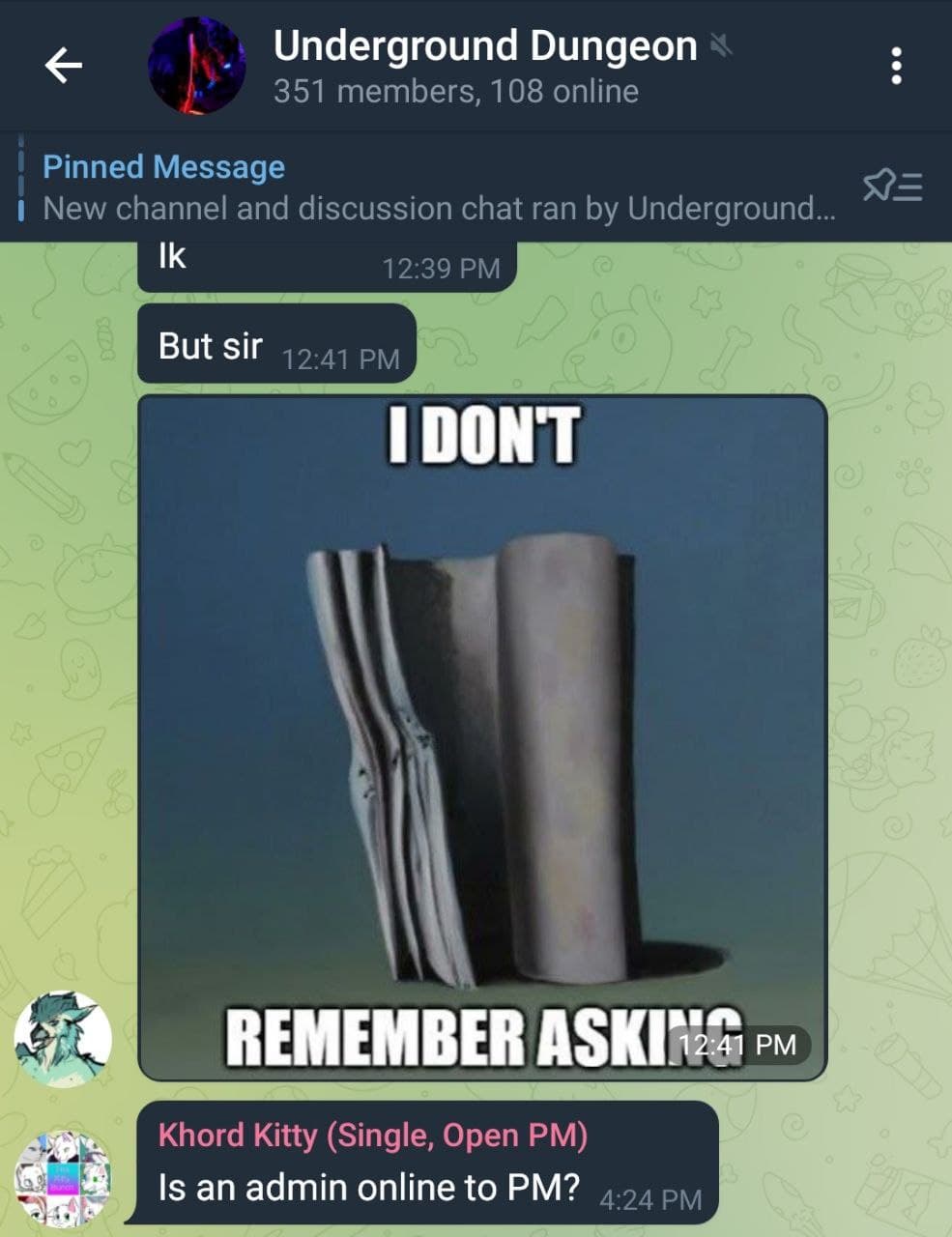 stupid cat.jpg