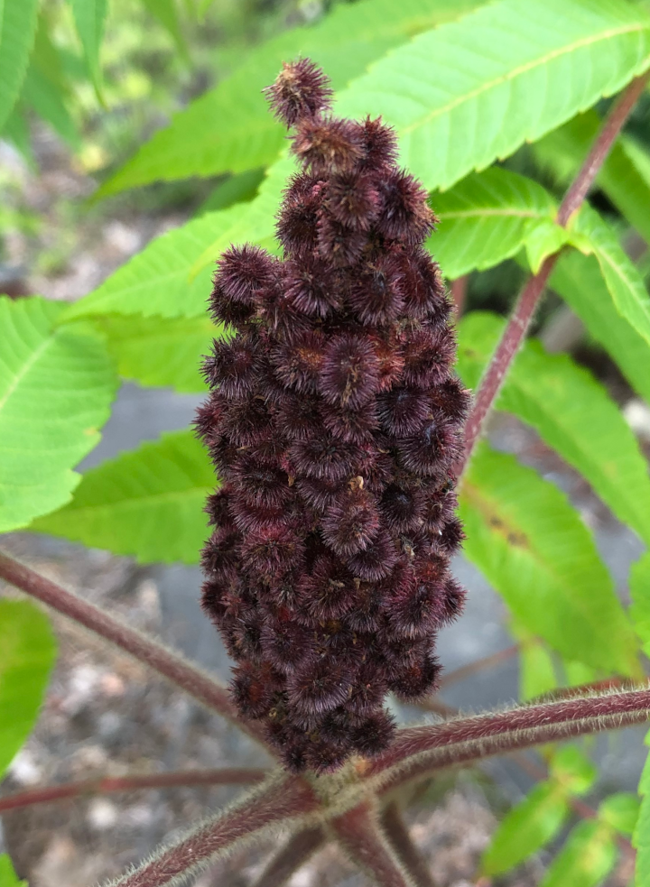 Sumac.png