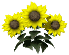 sunflower.gif