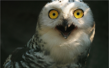surprisedowl.png