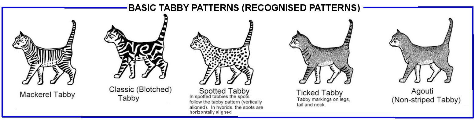 TabbyTypes.png