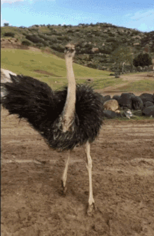 tenor(6).gif