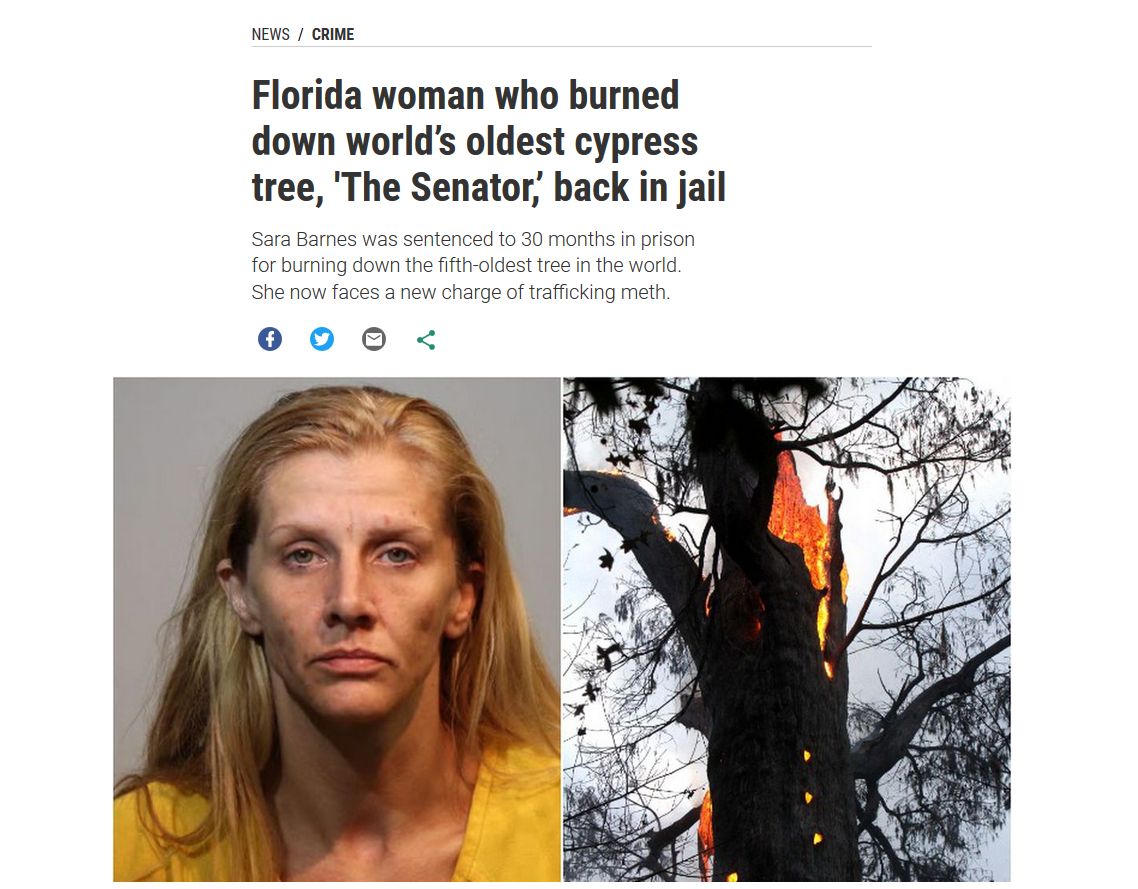 the-senator.png