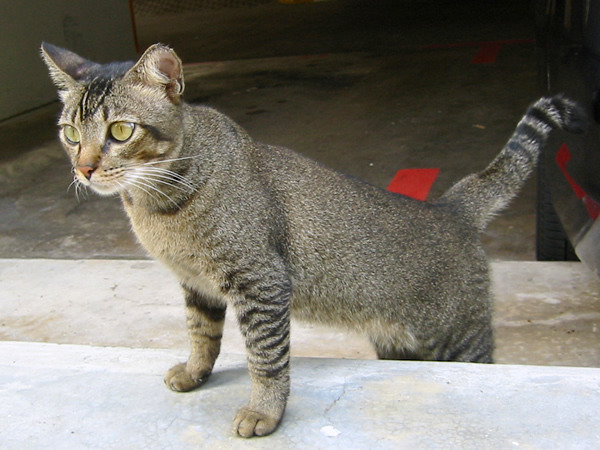 TickedTabby.jpg