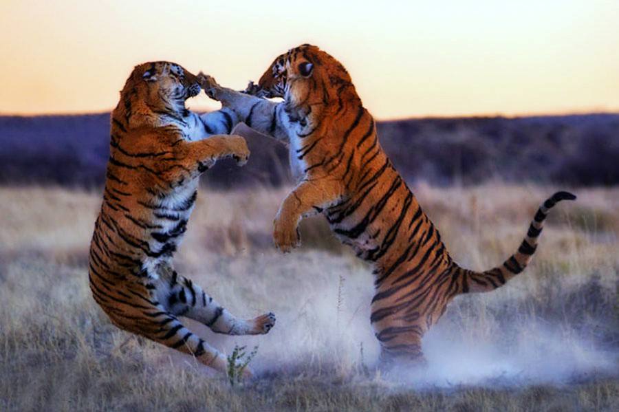 tigers.jpg