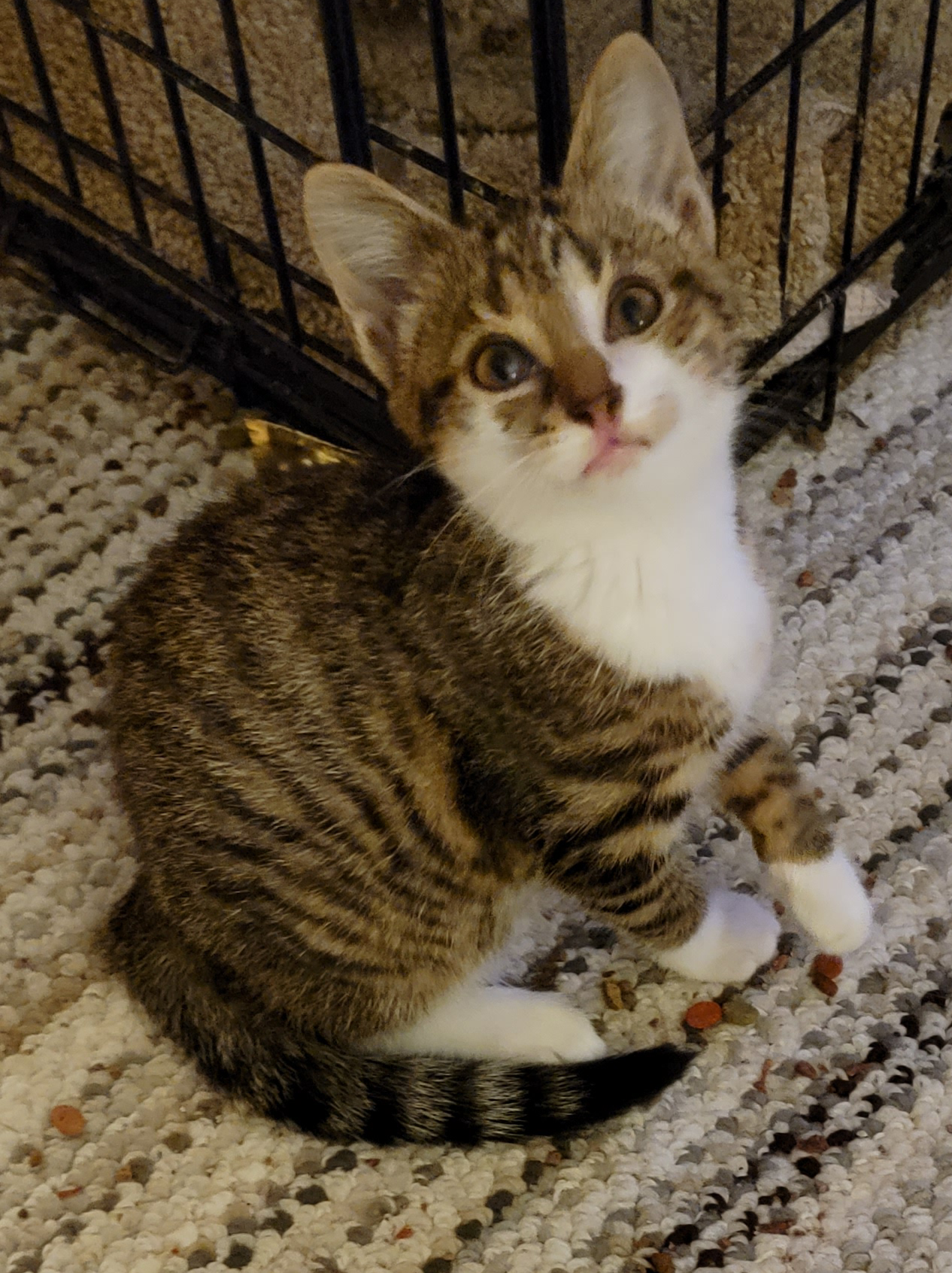 Tiglet.png