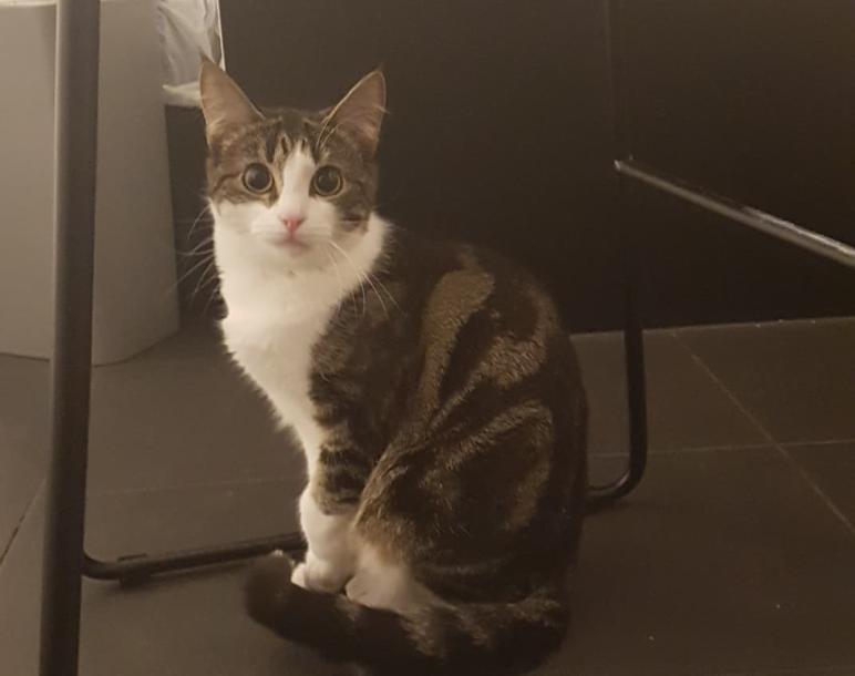 tiny cat.jpg