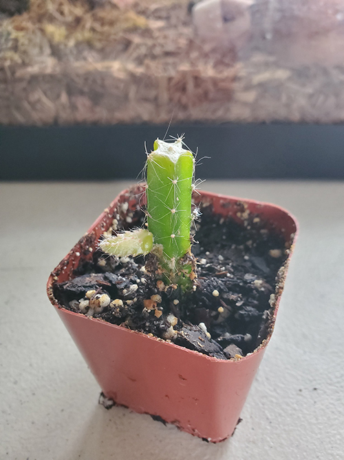 tinydragonfruit.jpg