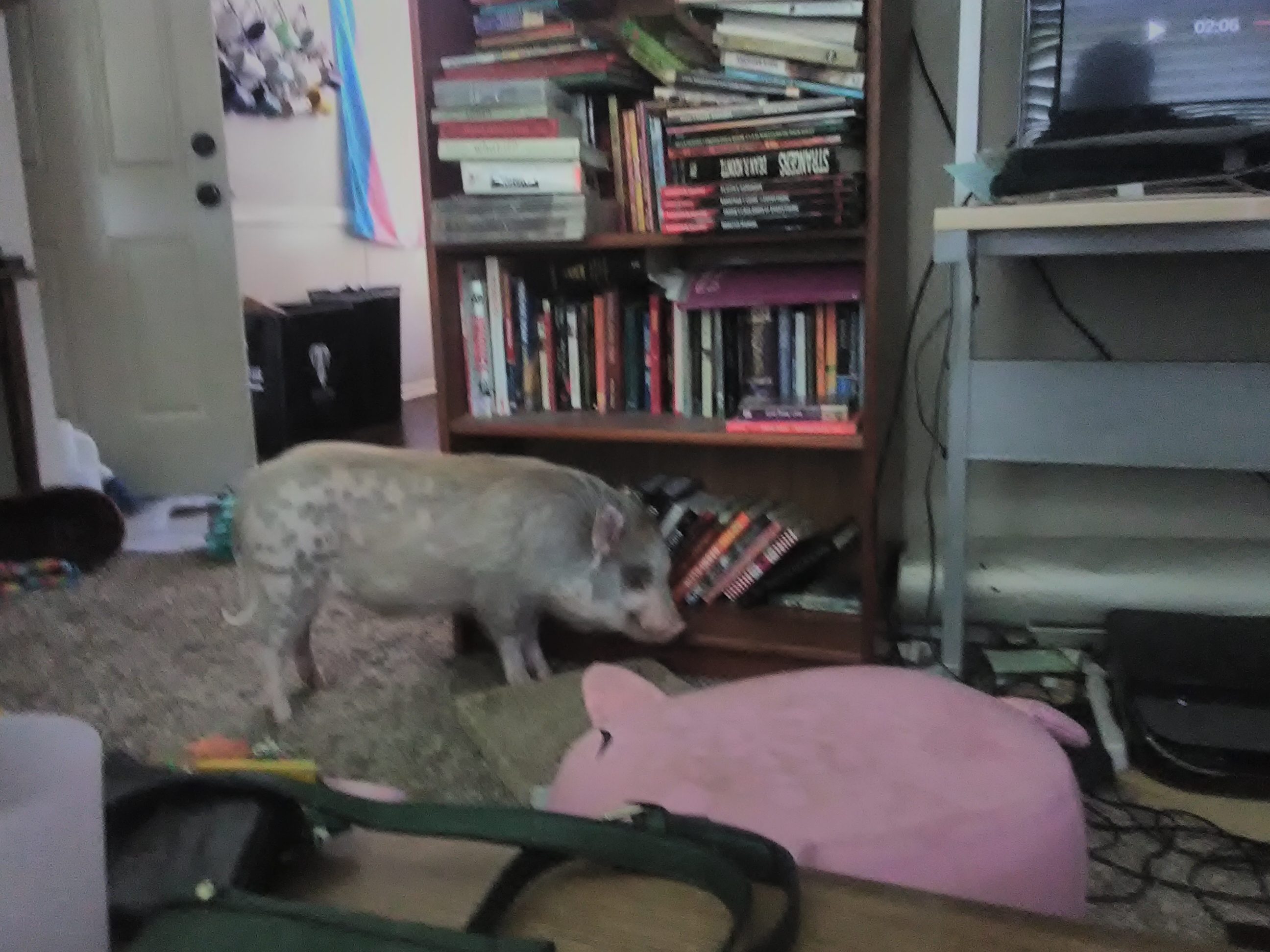 trannypigsty.jpg