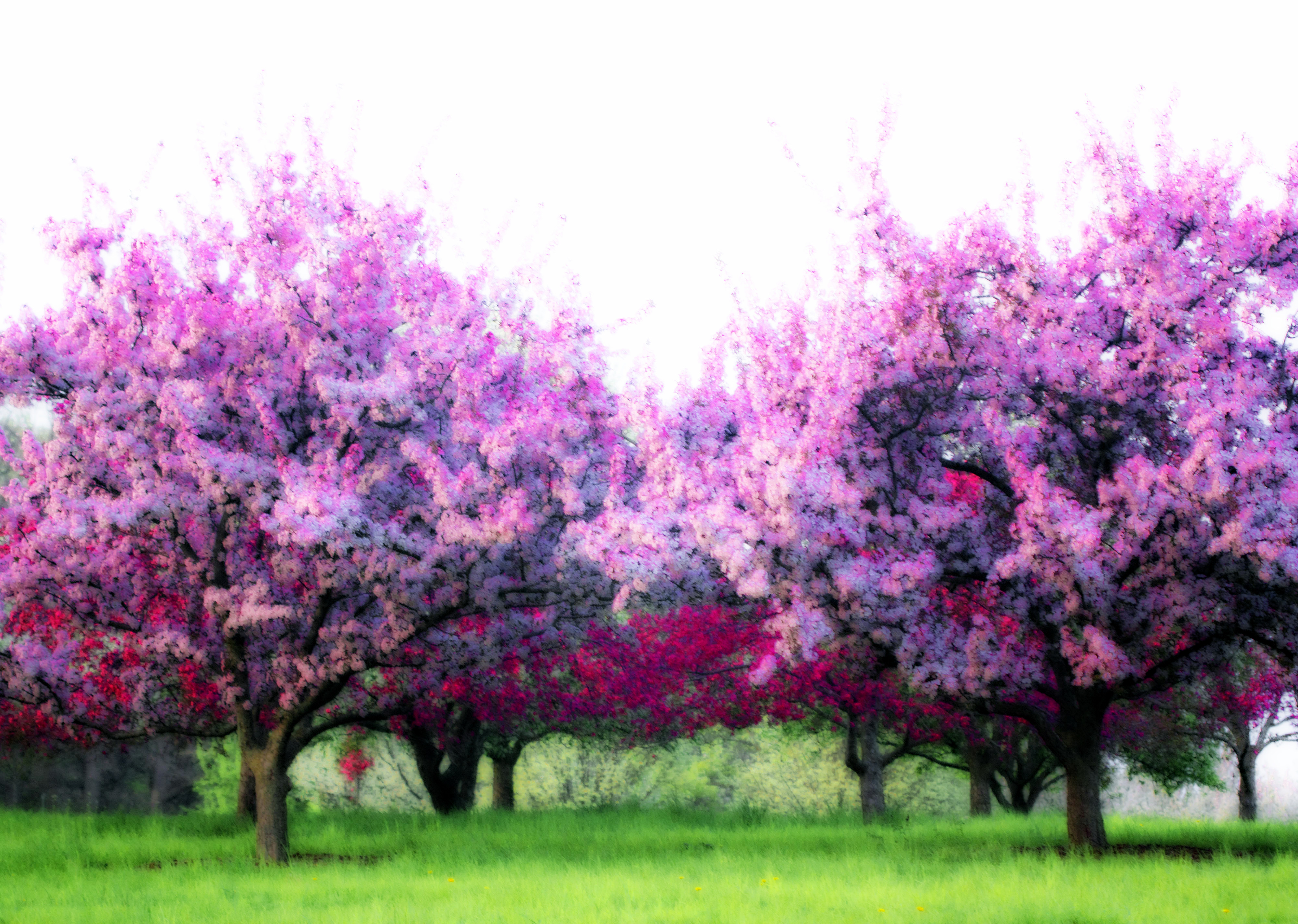 tree1.jpg