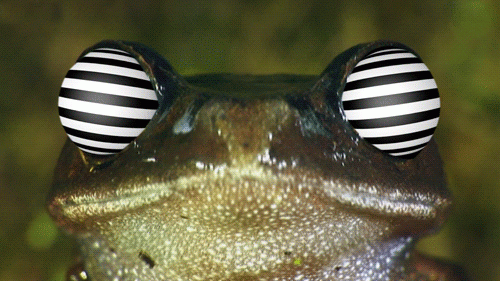 trippy frog.gif