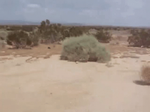 Tumbleweed.gif
