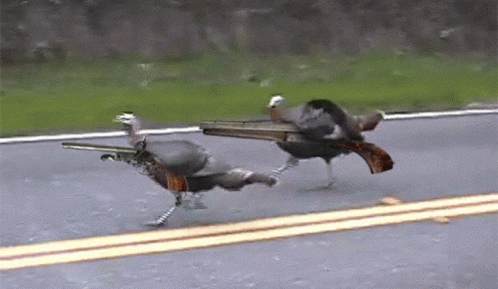 turkey-gun.gif