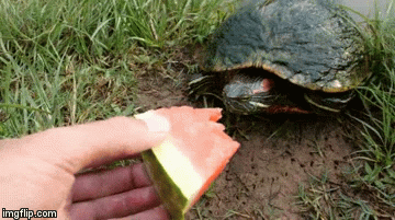 turtle.gif