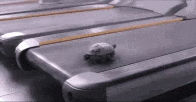 turtle running.gif