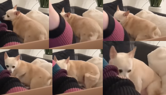 twonkchonk.png