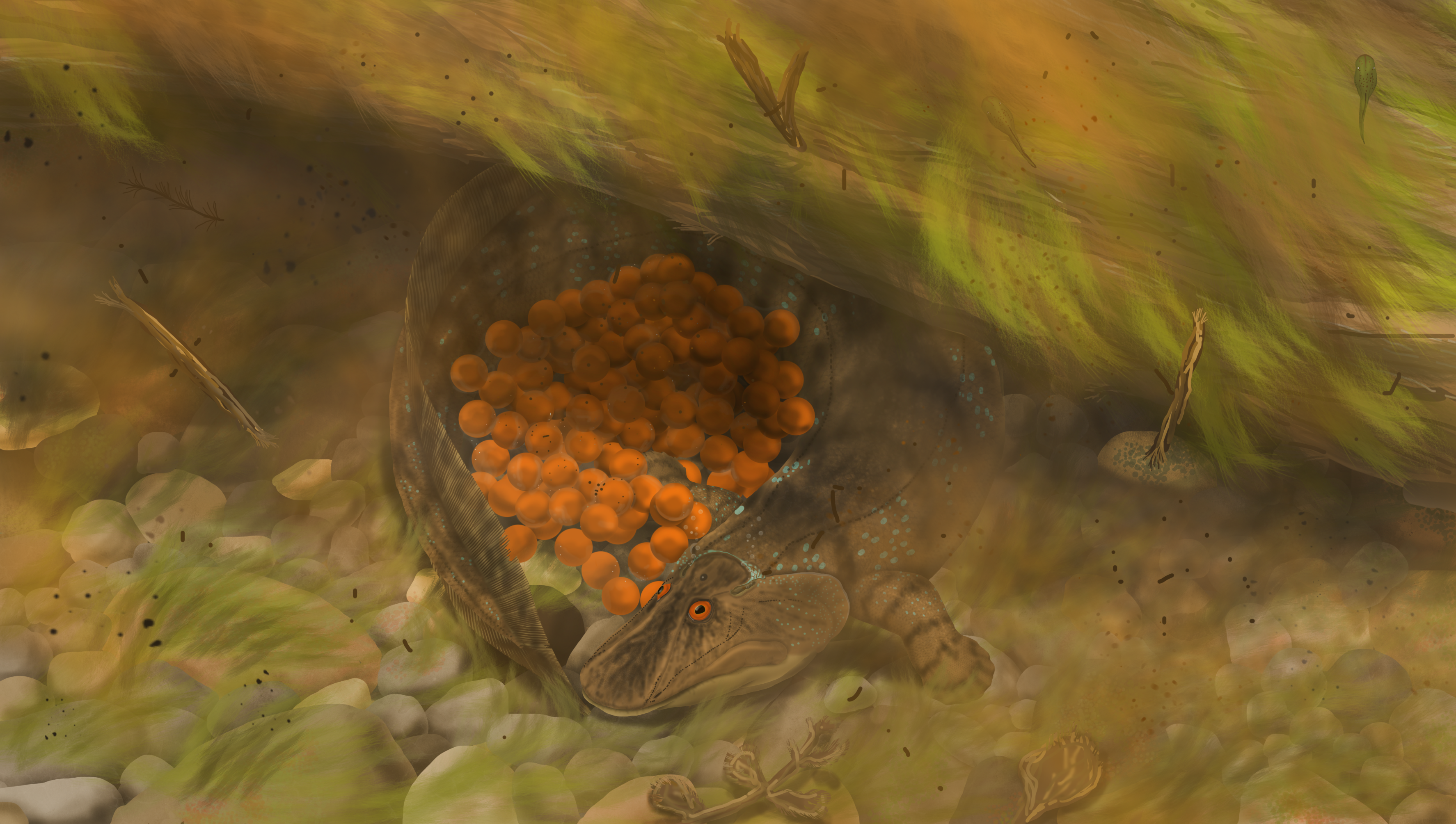 umzantsia.png