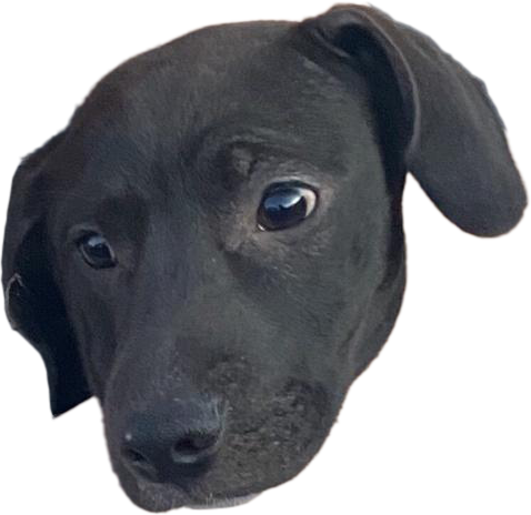 Untitled-1.png