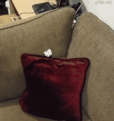velcro butt.gif