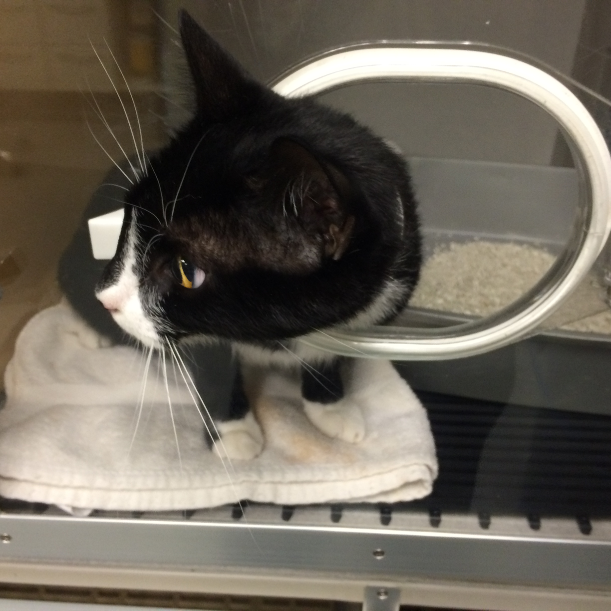 vet2.png